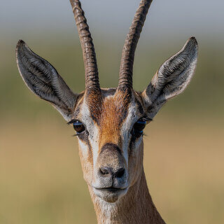 Ol Pejeta - Thomson gazelle